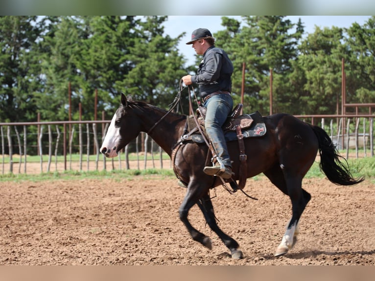 American Quarter Horse Stute 6 Jahre 152 cm Rappe in Ripley