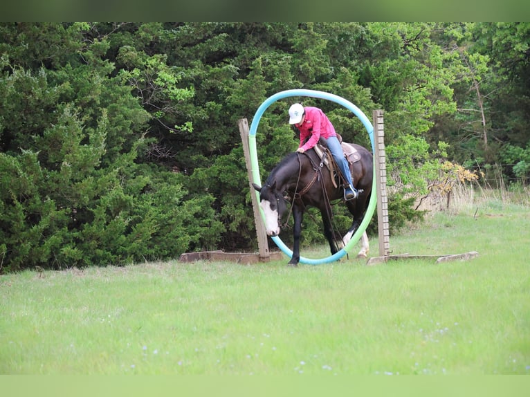 American Quarter Horse Stute 6 Jahre 152 cm Rappe in Ripley
