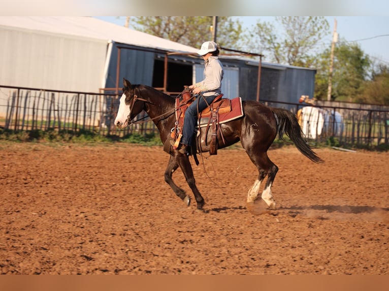 American Quarter Horse Stute 6 Jahre 152 cm Rappe in Ripley