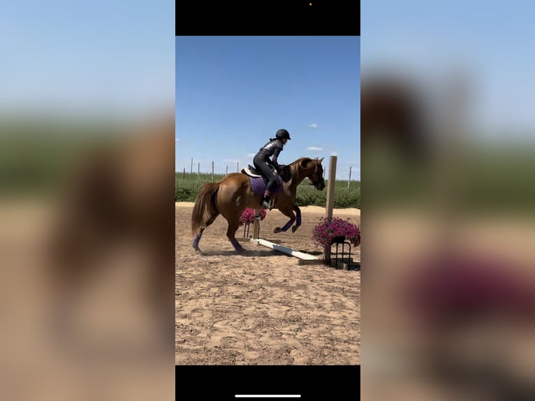 American Quarter Horse Stute 6 Jahre 152 cm Red Dun in Crescent, OK
