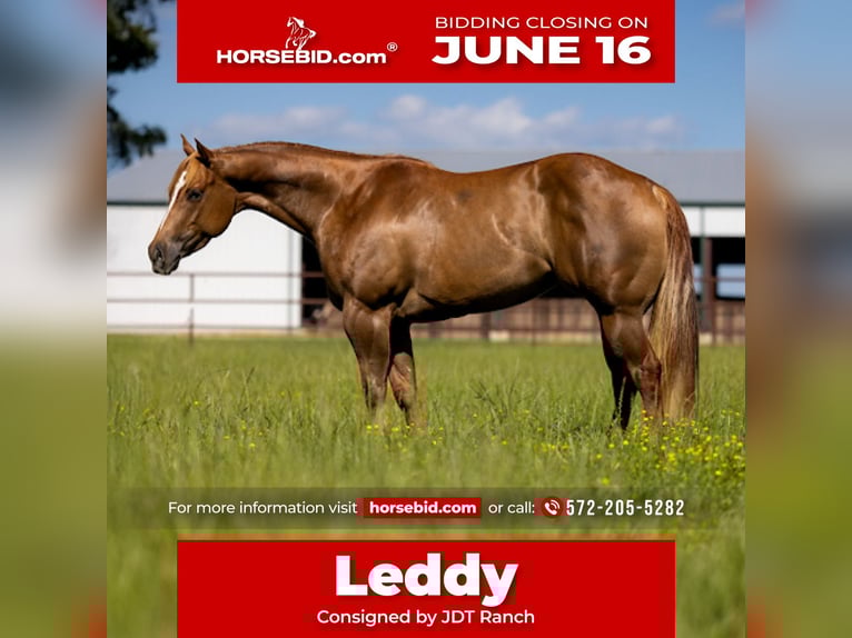 American Quarter Horse Stute 6 Jahre 152 cm Red Dun in Crescent, OK
