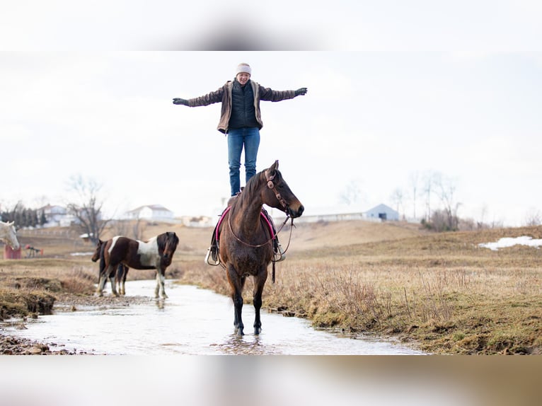 American Quarter Horse Stute 6 Jahre 152 cm Roan-Bay in Fredericksburg, OH