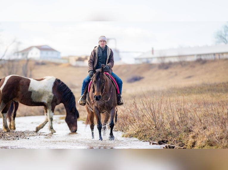 American Quarter Horse Stute 6 Jahre 152 cm Roan-Bay in Fredericksburg, OH