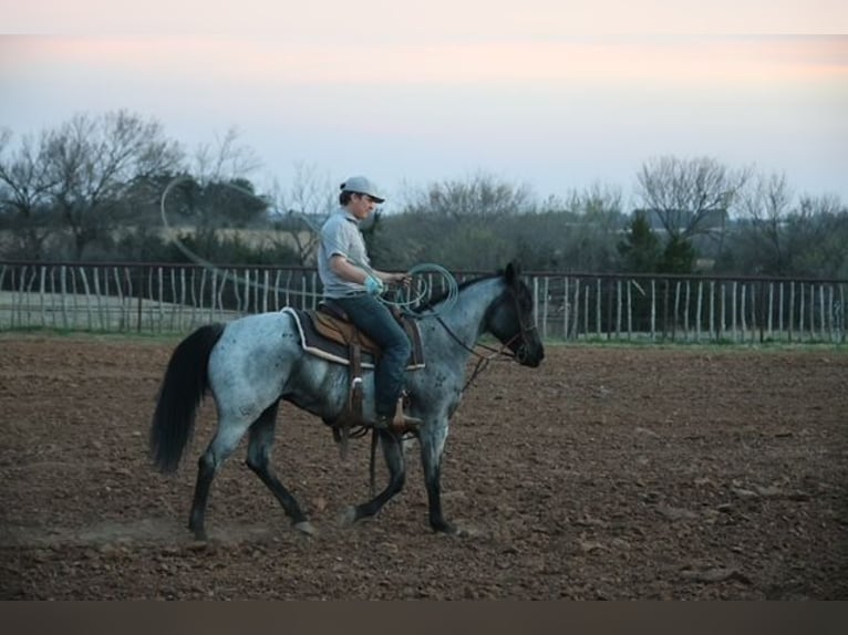 American Quarter Horse Stute 6 Jahre 152 cm Roan-Blue in Ripley
