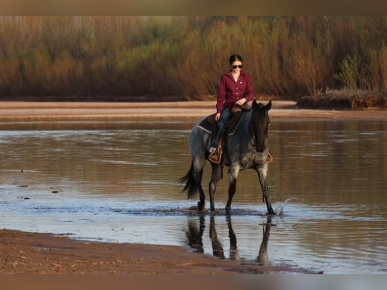 American Quarter Horse Stute 6 Jahre 152 cm Roan-Blue in Ripley