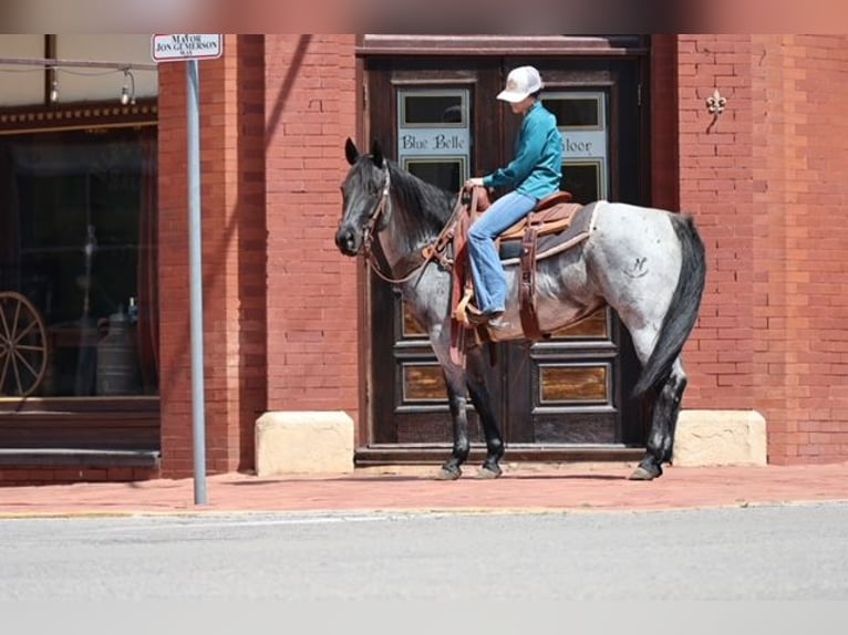 American Quarter Horse Stute 6 Jahre 152 cm Roan-Blue in Ripley