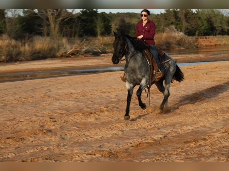 American Quarter Horse Stute 6 Jahre 152 cm Roan-Blue in Ripley