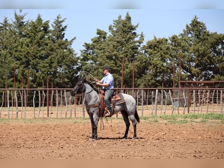 American Quarter Horse Stute 6 Jahre 152 cm Roan-Blue in Ripley