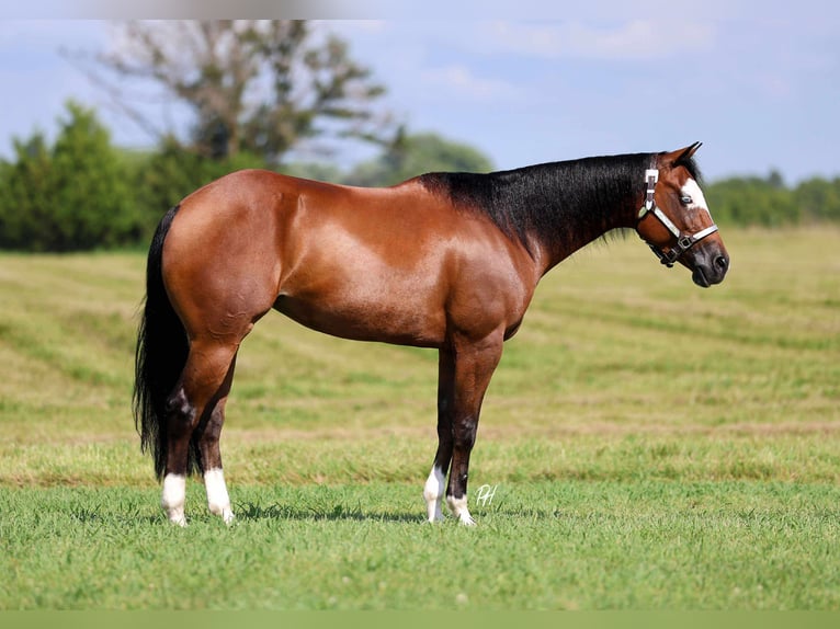 American Quarter Horse Stute 6 Jahre 152 cm Rotbrauner in Buffalo