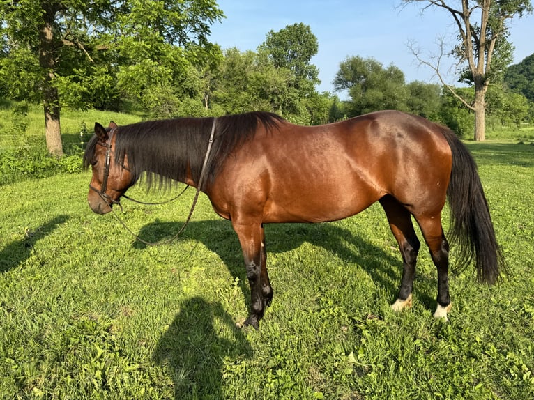 American Quarter Horse Stute 6 Jahre 152 cm Rotbrauner in Viroqua