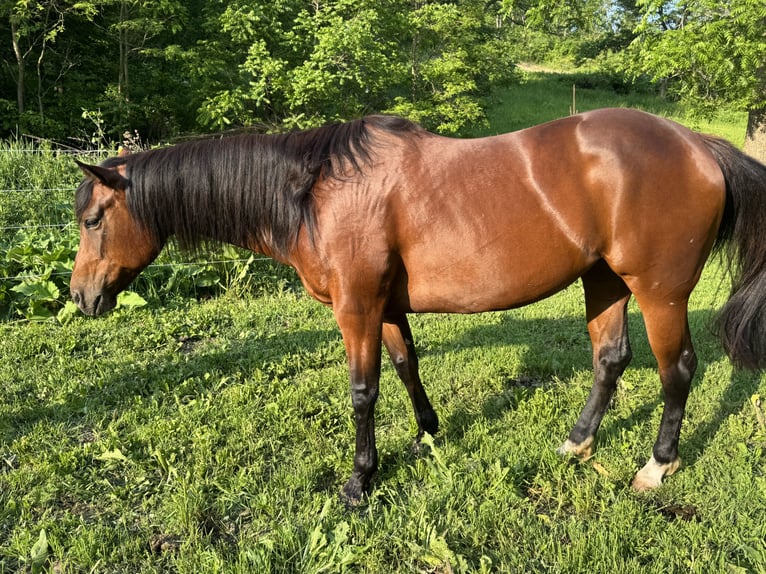 American Quarter Horse Stute 6 Jahre 152 cm Rotbrauner in Viroqua