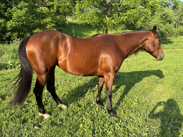 American Quarter Horse Stute 6 Jahre 152 cm Rotbrauner in Viroqua