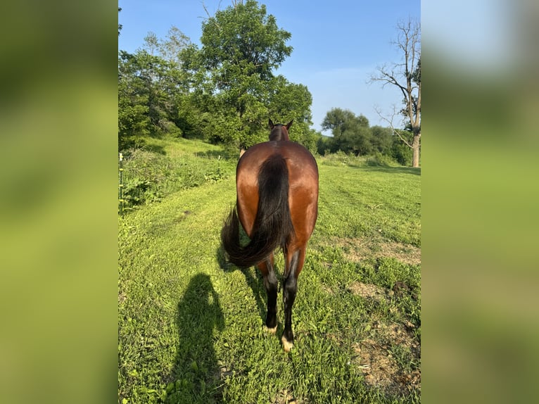 American Quarter Horse Stute 6 Jahre 152 cm Rotbrauner in Viroqua