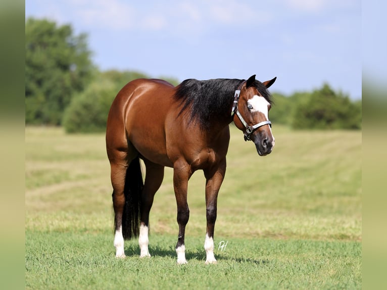 American Quarter Horse Stute 6 Jahre 152 cm Rotbrauner in Buffalo