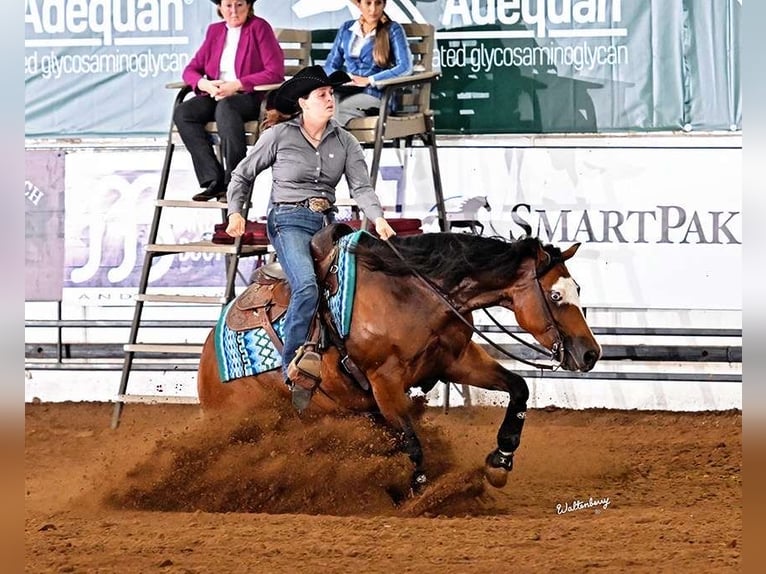 American Quarter Horse Stute 6 Jahre 152 cm Rotbrauner in Buffalo