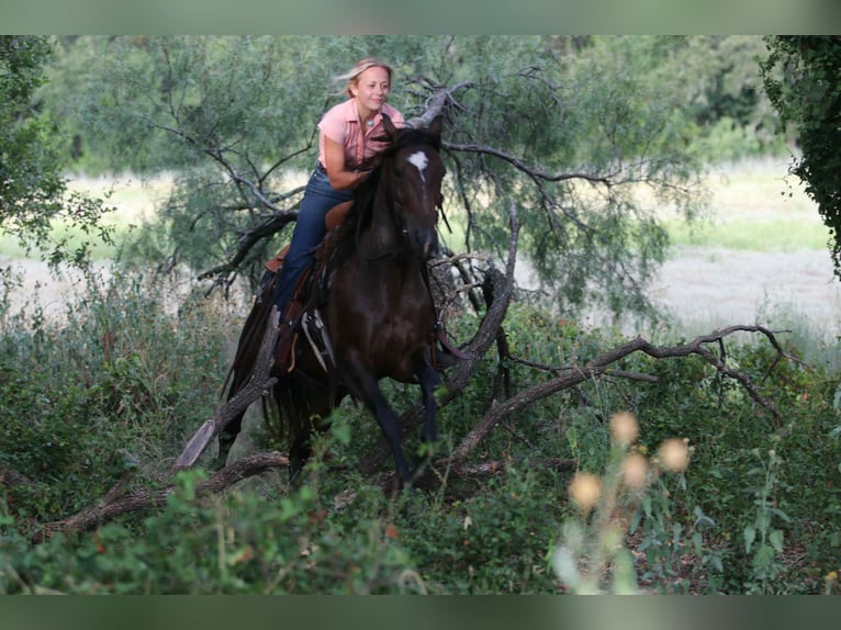 American Quarter Horse Stute 6 Jahre 152 cm Rotbrauner in lipan TX
