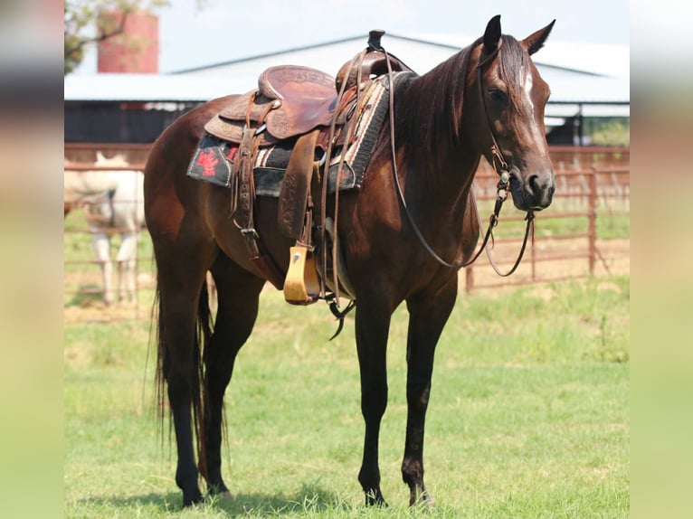 American Quarter Horse Stute 6 Jahre 152 cm Rotbrauner in lipan TX