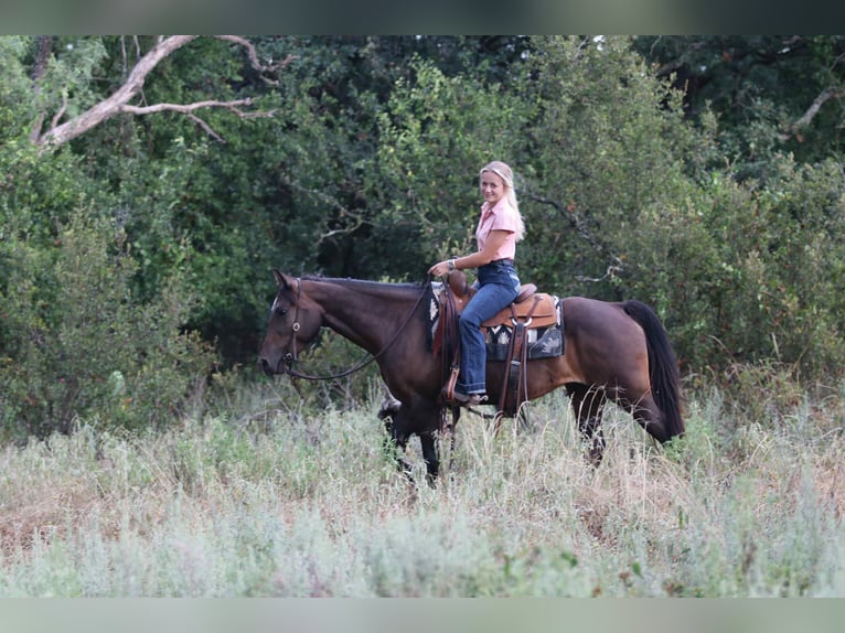 American Quarter Horse Stute 6 Jahre 152 cm Rotbrauner in lipan TX