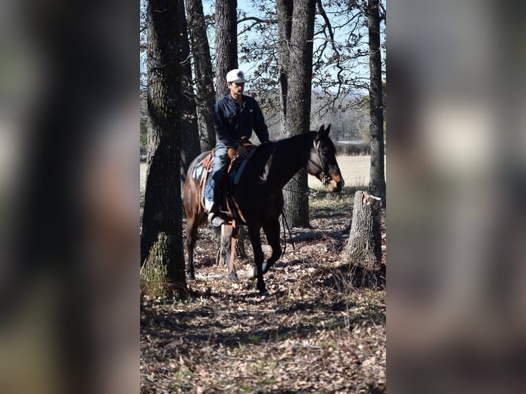 American Quarter Horse Stute 6 Jahre 152 cm Rotbrauner in Sulphur Springs