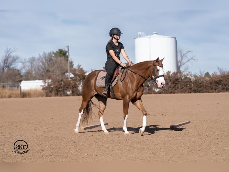 American Quarter Horse Stute 6 Jahre 152 cm Rotfuchs in Canyon