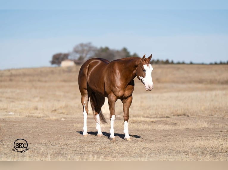 American Quarter Horse Stute 6 Jahre 152 cm Rotfuchs in Canyon