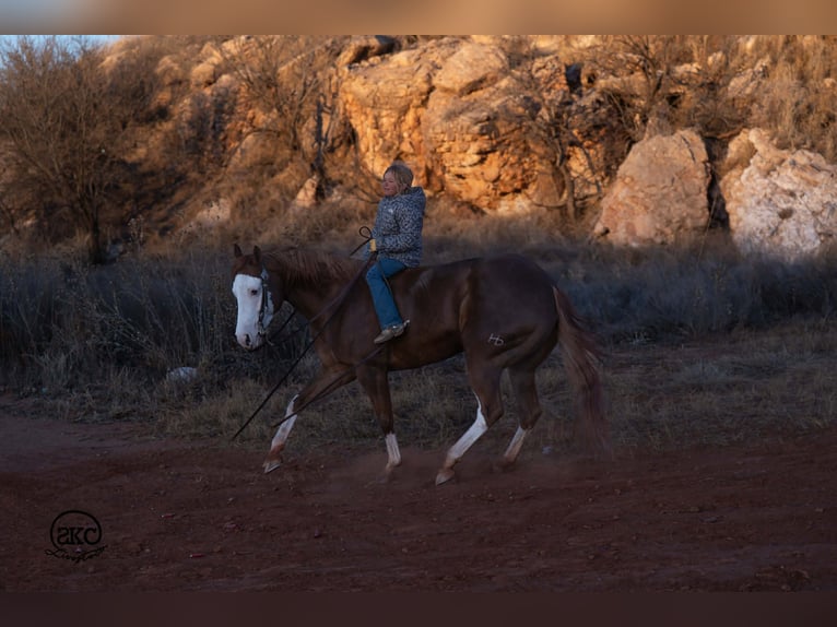 American Quarter Horse Stute 6 Jahre 152 cm Rotfuchs in Canyon