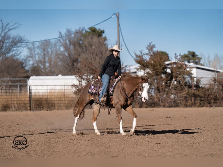 American Quarter Horse Stute 6 Jahre 152 cm Rotfuchs in Canyon