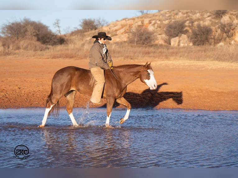 American Quarter Horse Stute 6 Jahre 152 cm Rotfuchs in Canyon