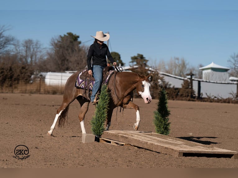 American Quarter Horse Stute 6 Jahre 152 cm Rotfuchs in Canyon