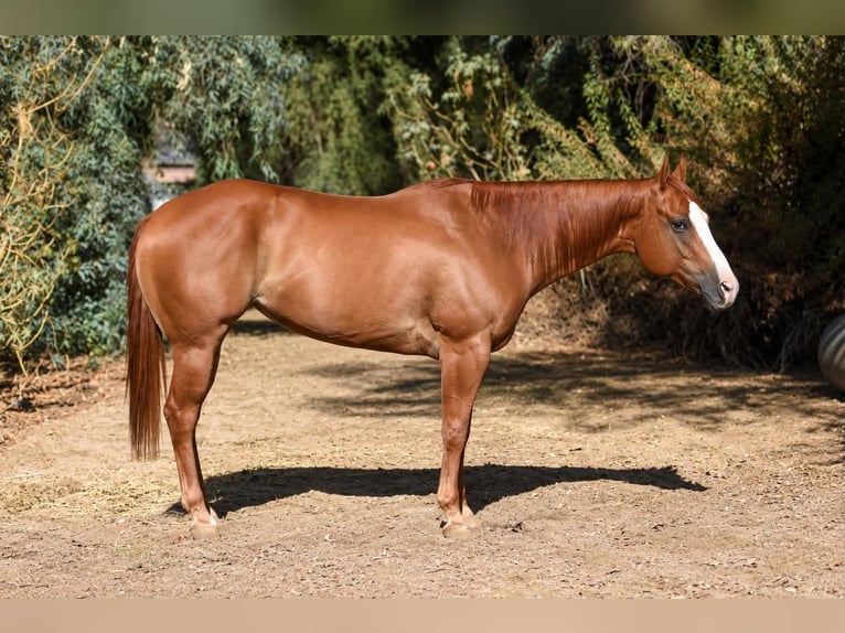 American Quarter Horse Stute 6 Jahre 152 cm Rotfuchs in Norco