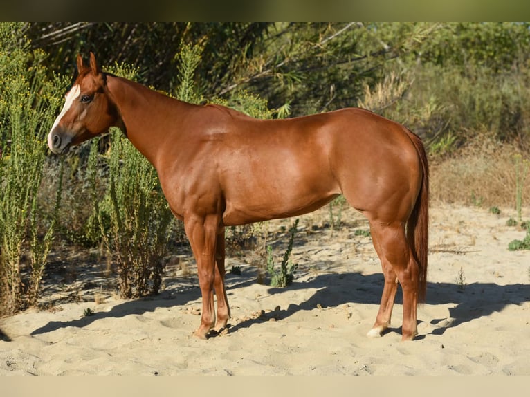 American Quarter Horse Stute 6 Jahre 152 cm Rotfuchs in Norco