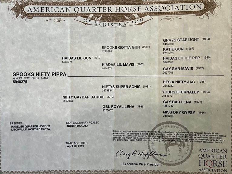 American Quarter Horse Stute 6 Jahre 152 cm Rotfuchs in Sheffield