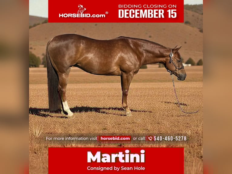 American Quarter Horse Stute 6 Jahre 152 cm Rotfuchs in Staunton