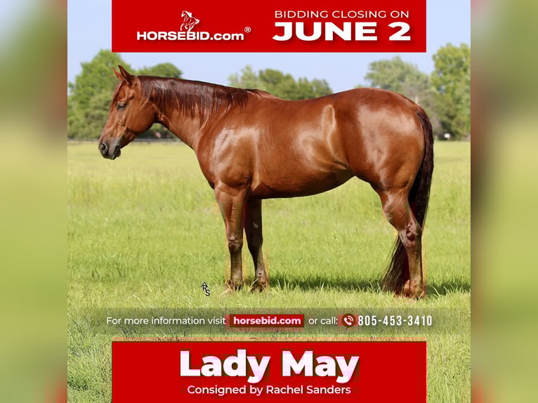 American Quarter Horse Stute 6 Jahre 152 cm Rotfuchs in Whitesboro, TX