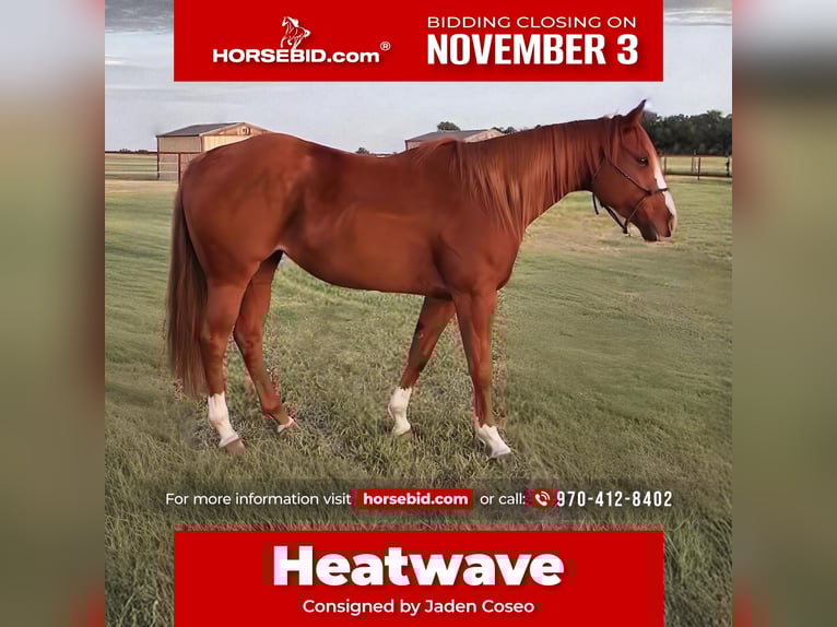 American Quarter Horse Stute 6 Jahre 152 cm Rotfuchs in Loveland, CO