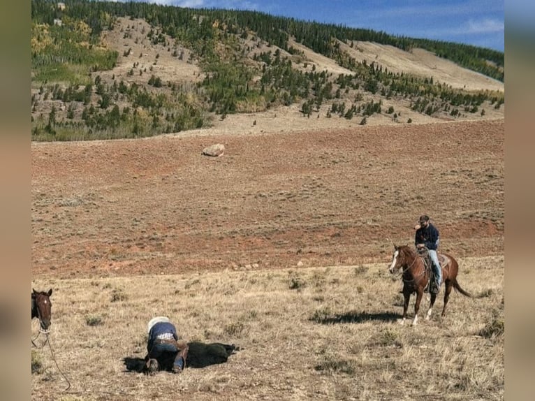 American Quarter Horse Stute 6 Jahre 152 cm Rotfuchs in Loveland, CO