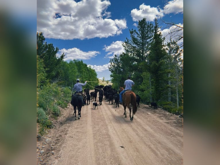 American Quarter Horse Stute 6 Jahre 152 cm Rotfuchs in Loveland, CO