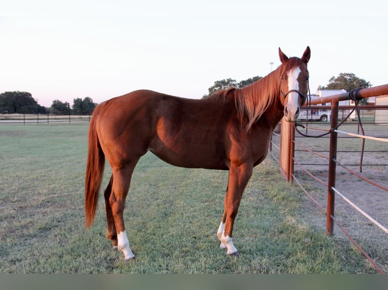 American Quarter Horse Stute 6 Jahre 152 cm Rotfuchs in Loveland, CO