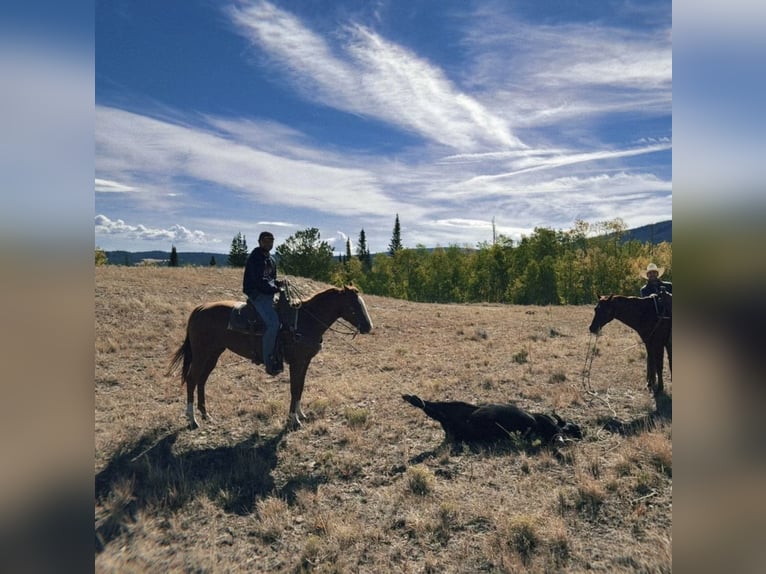 American Quarter Horse Stute 6 Jahre 152 cm Rotfuchs in Loveland, CO