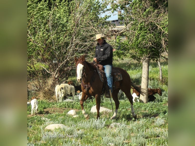 American Quarter Horse Stute 6 Jahre 152 cm Rotfuchs in Cody, WY