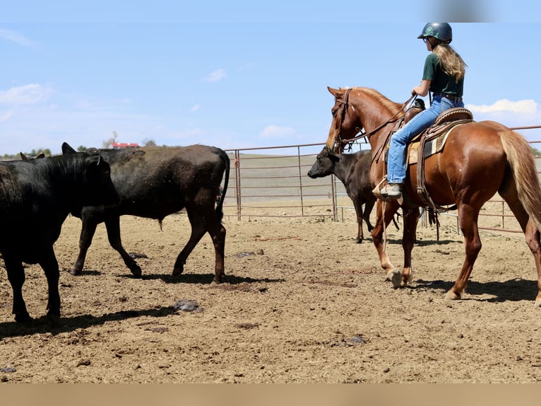 American Quarter Horse Stute 6 Jahre 152 cm Rotfuchs in Fort Collins, CO