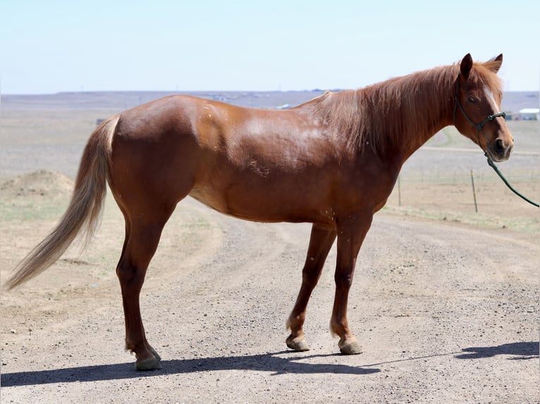American Quarter Horse Stute 6 Jahre 152 cm Rotfuchs in Fort Collins, CO