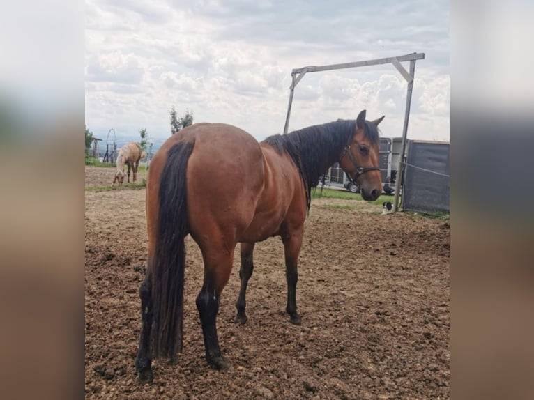 American Quarter Horse Stute 6 Jahre 153 cm Brauner in Haag