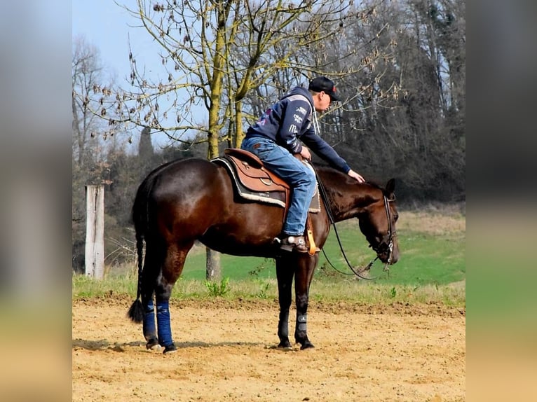 American Quarter Horse Stute 6 Jahre 153 cm Dunkelbrauner in München