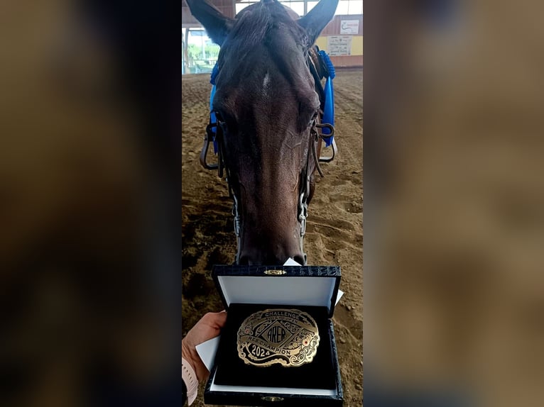 American Quarter Horse Stute 6 Jahre 153 cm Dunkelbrauner in München