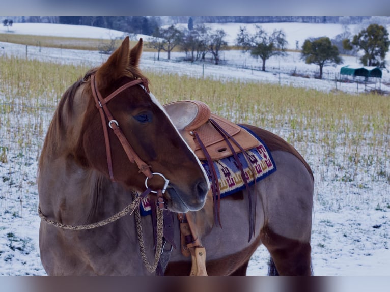 American Quarter Horse Stute 6 Jahre 153 cm Dunkelfuchs in Reichelsheim