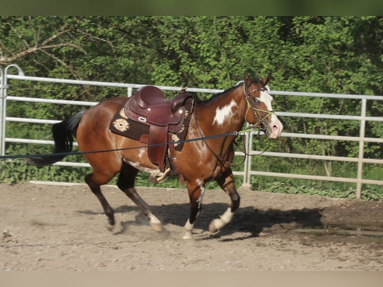 American Quarter Horse Stute 6 Jahre 153 cm Overo-alle-Farben in Schwarzach