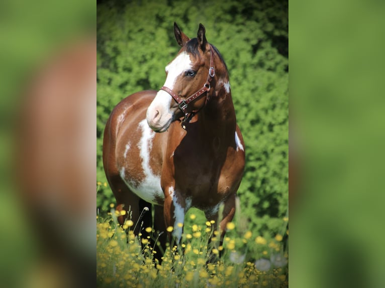 American Quarter Horse Stute 6 Jahre 153 cm Overo-alle-Farben in Schwarzach