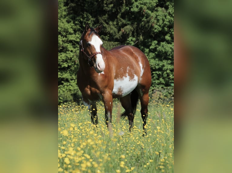 American Quarter Horse Stute 6 Jahre 153 cm Overo-alle-Farben in Schwarzach