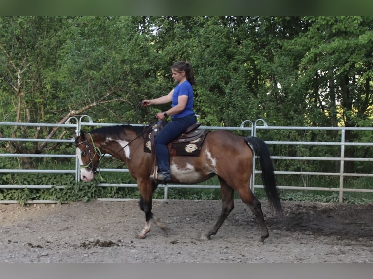American Quarter Horse Stute 6 Jahre 153 cm Overo-alle-Farben in Schwarzach